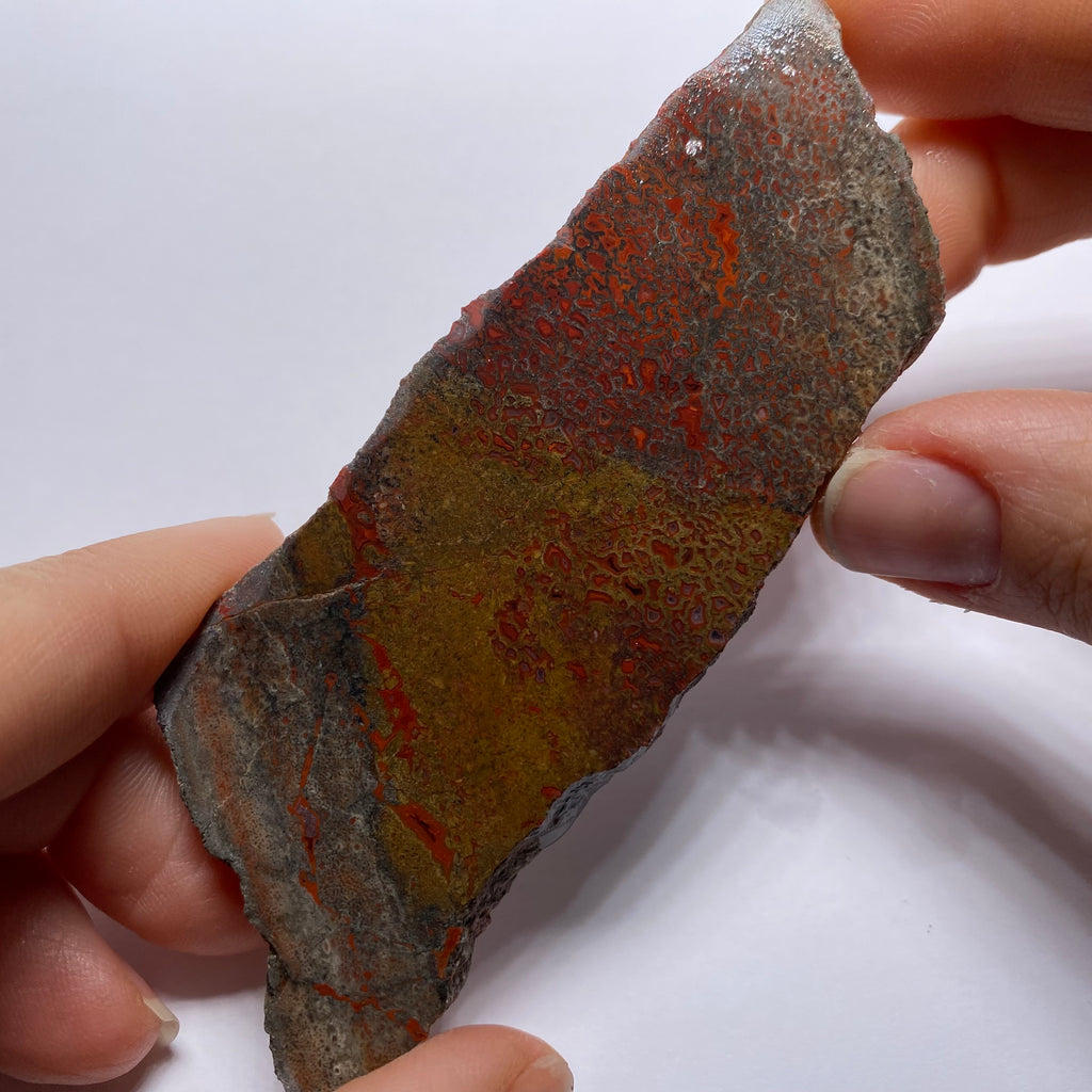 Agatized Dinosaur Bone — Utah