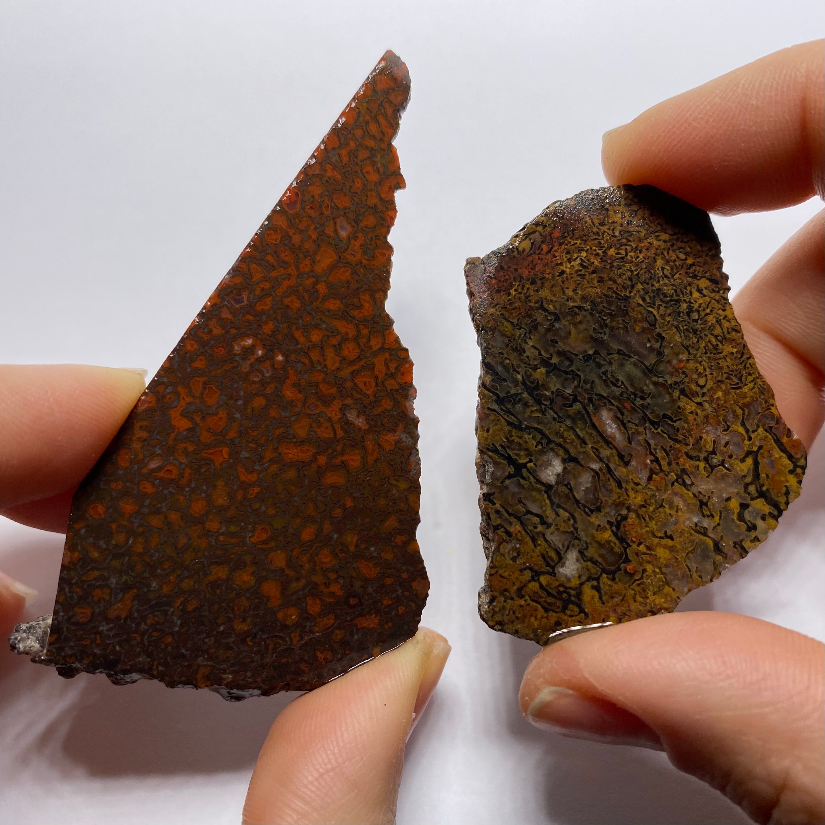 Agatized Dinosaur Bone — Utah