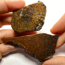 Load image into Gallery viewer, Agatized Dinosaur Bone — Utah
