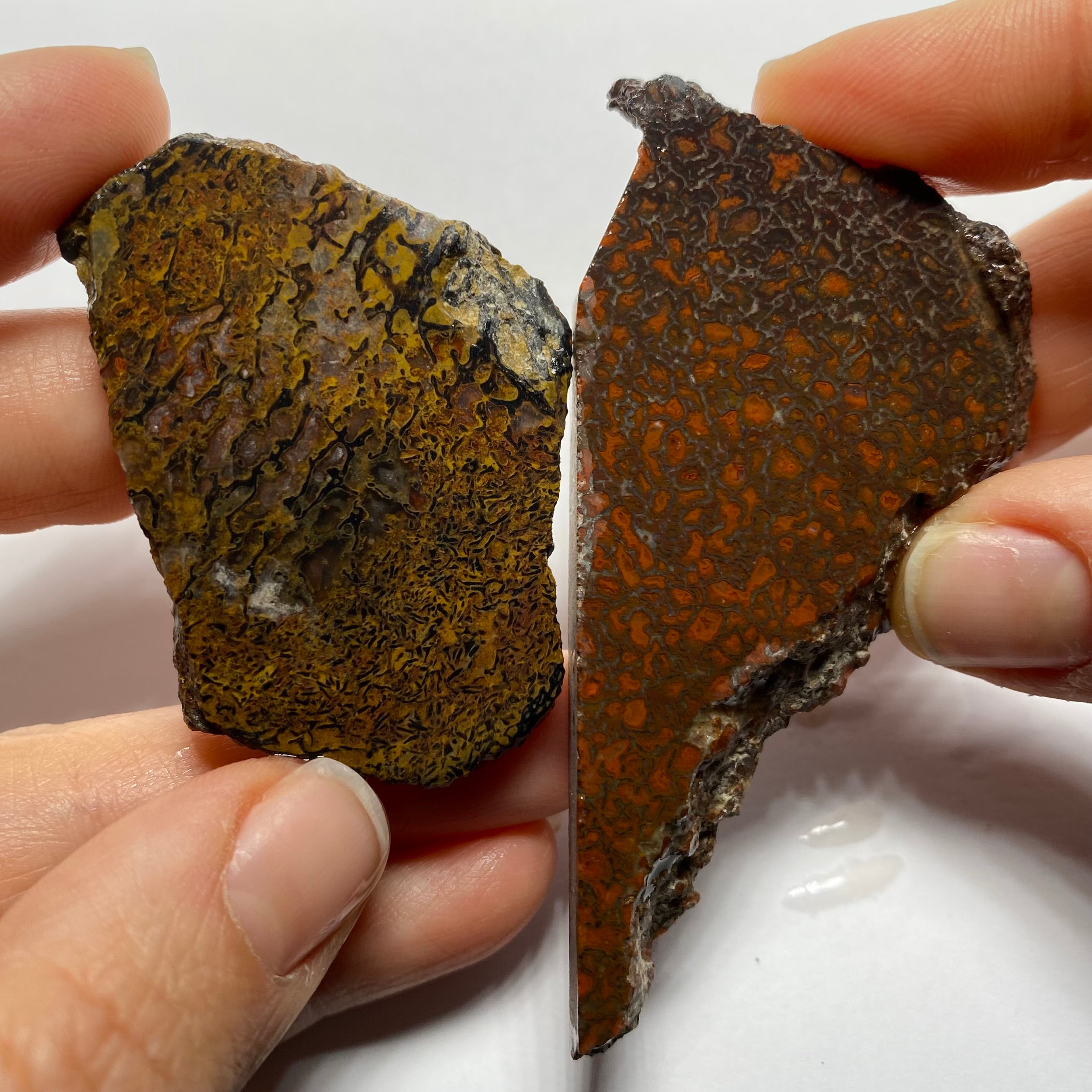 Agatized Dinosaur Bone — Utah