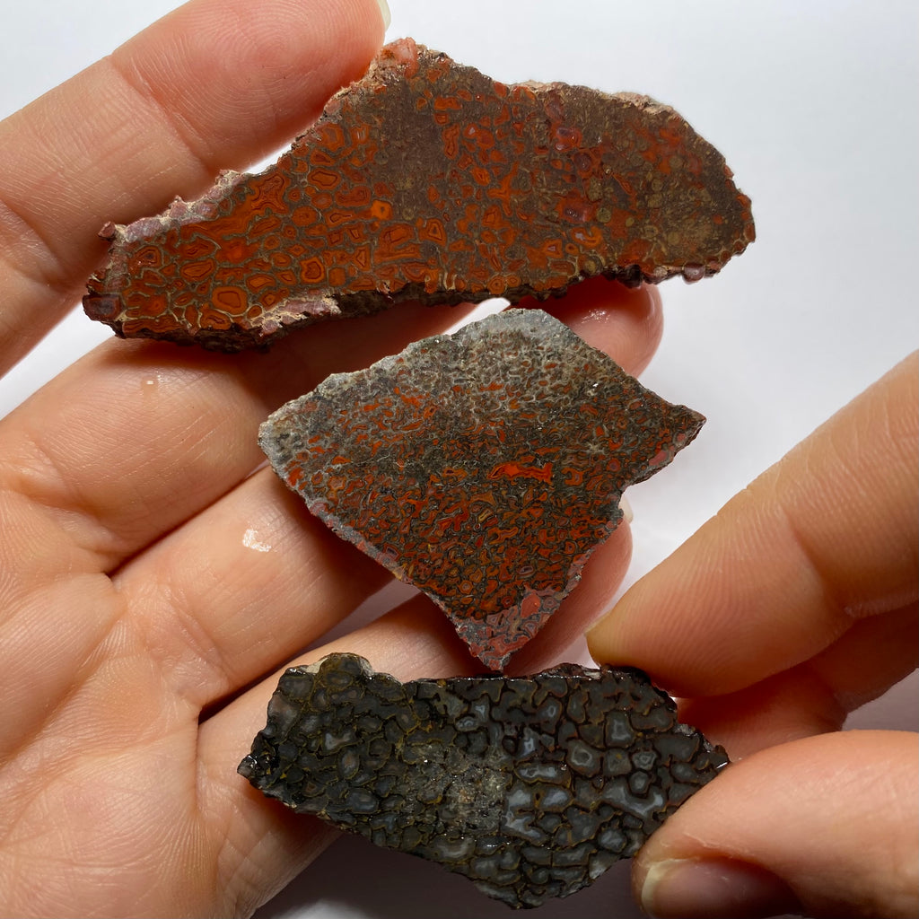 Agatized Dinosaur Bone — Utah