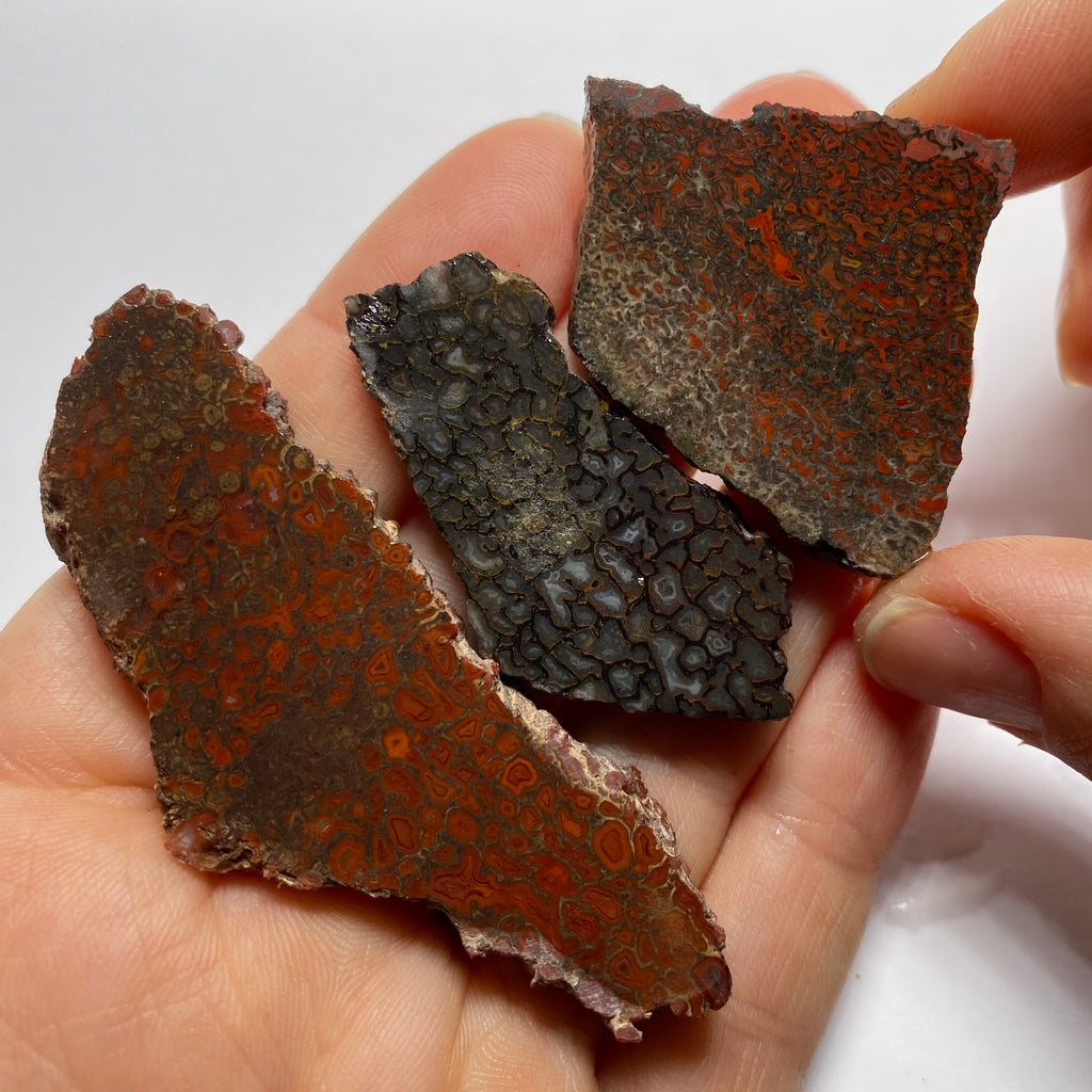 Agatized Dinosaur Bone — Utah