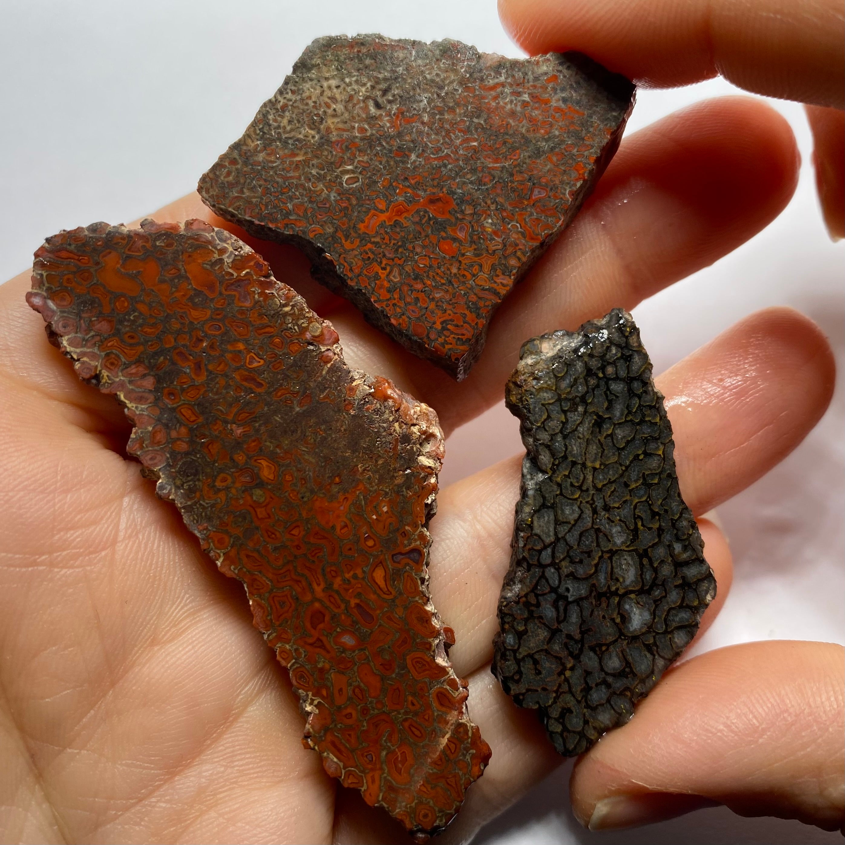 Agatized Dinosaur Bone — Utah