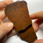 Agatized Dinosaur Bone — Utah