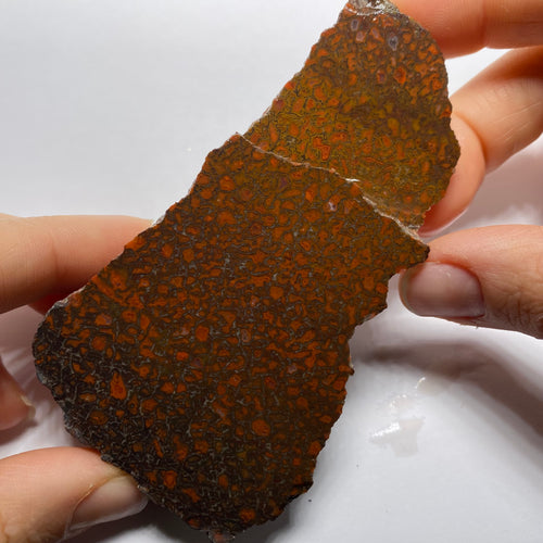 Agatized Dinosaur Bone — Utah