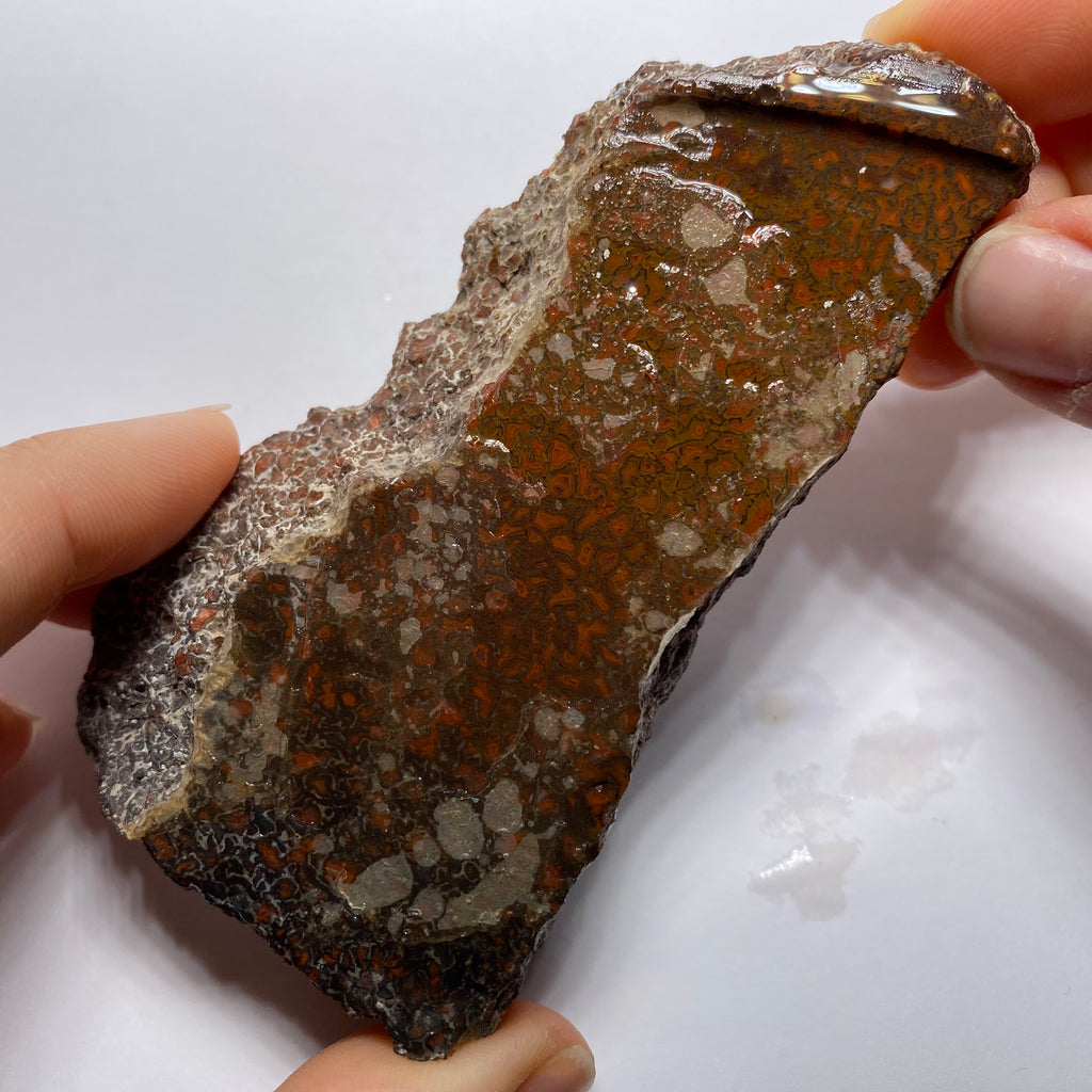 Agatized Dinosaur Bone — Utah