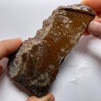 Agatized Dinosaur Bone — Utah