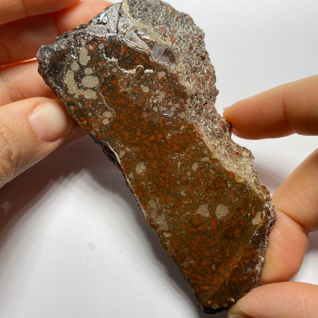 Agatized Dinosaur Bone — Utah