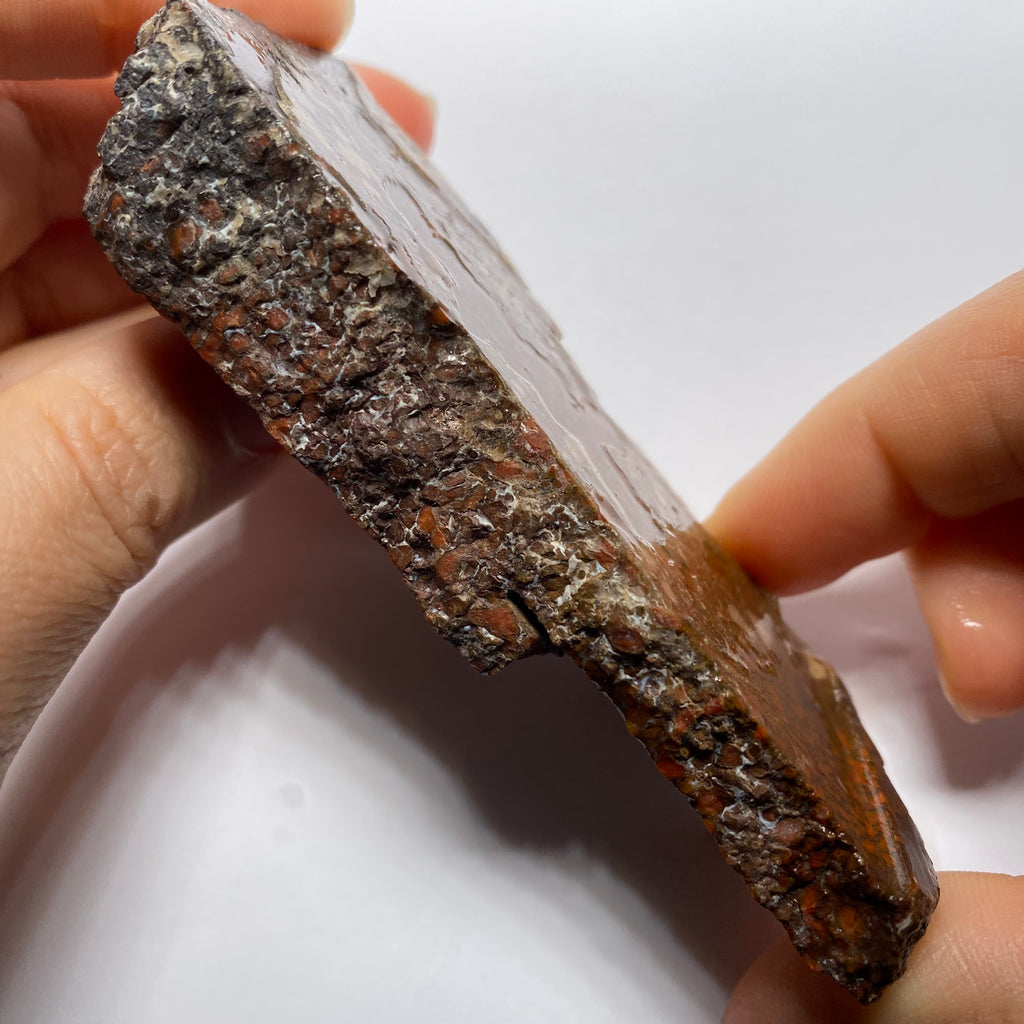 Agatized Dinosaur Bone — Utah