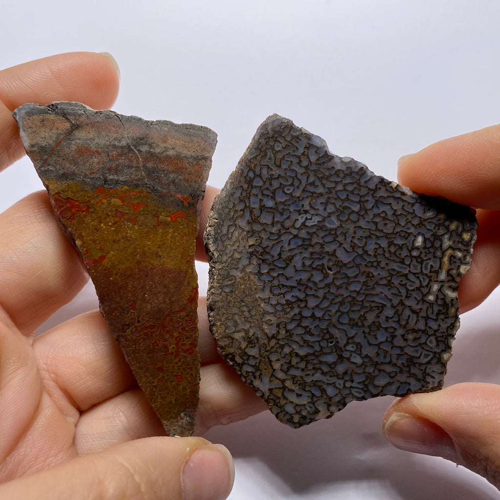 Agatized Dinosaur Bone — Utah