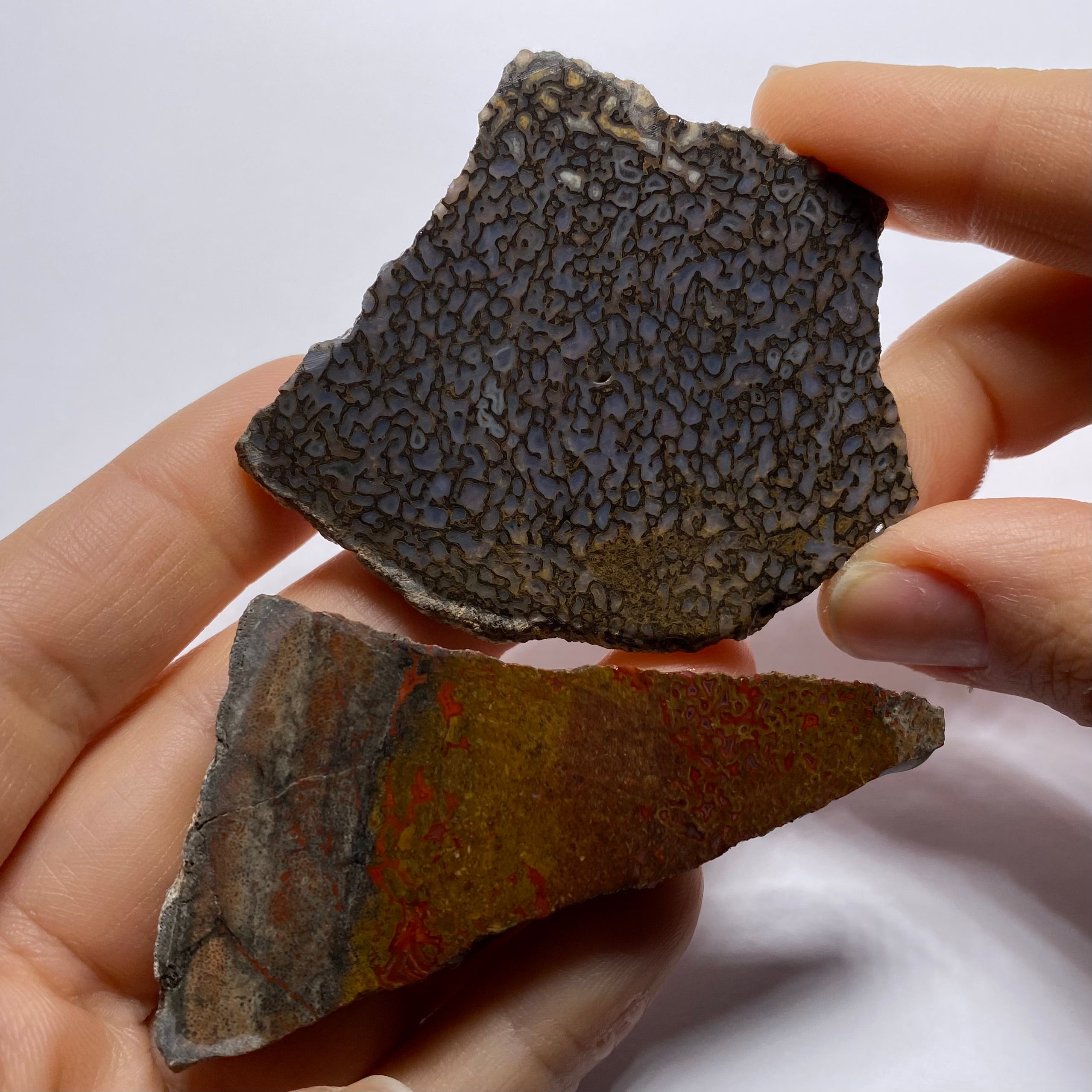 Agatized Dinosaur Bone — Utah