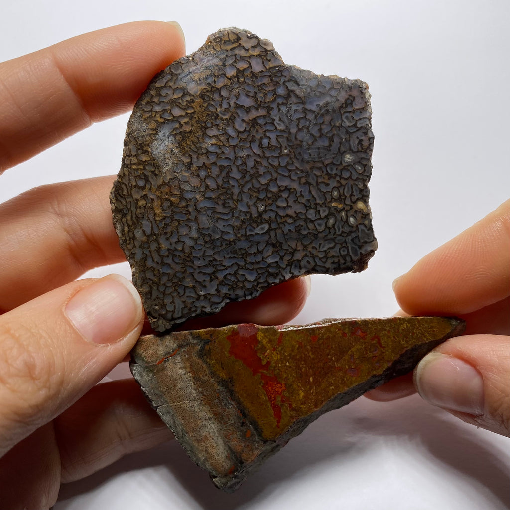 Agatized Dinosaur Bone — Utah