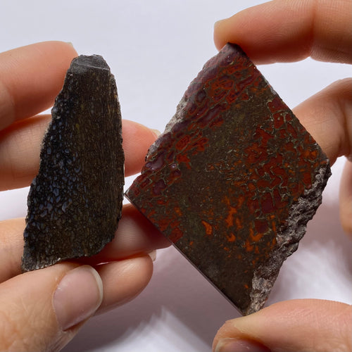 Agatized Dinosaur Bone — Utah