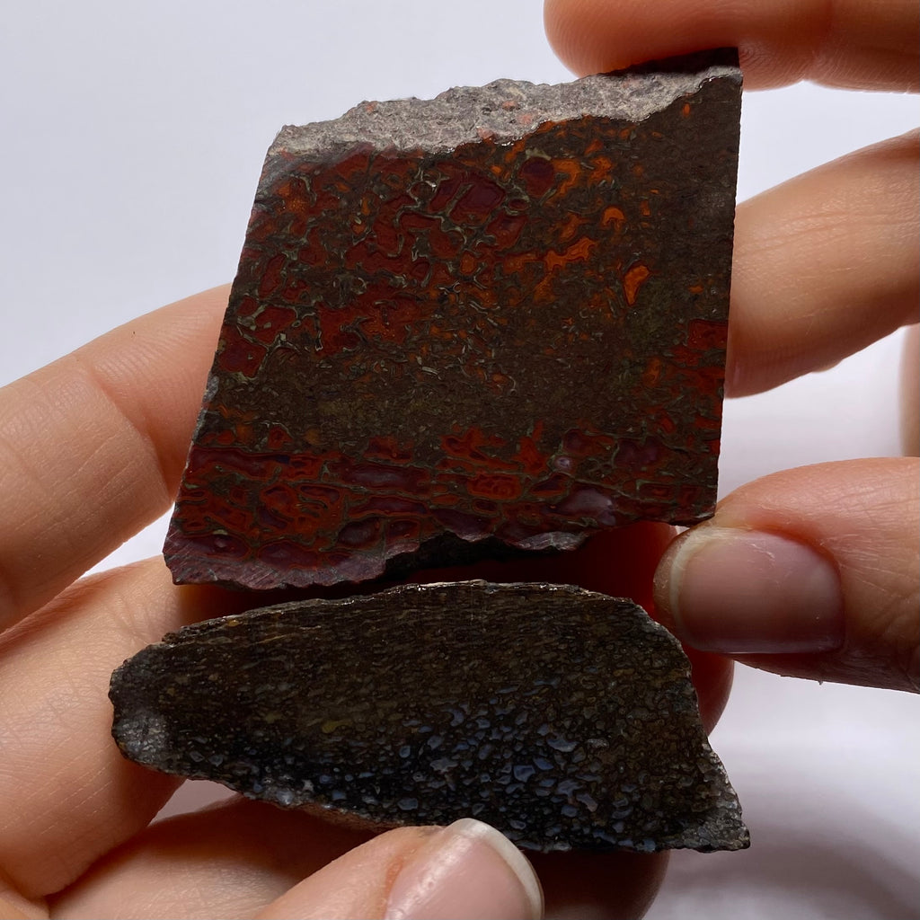 Agatized Dinosaur Bone — Utah