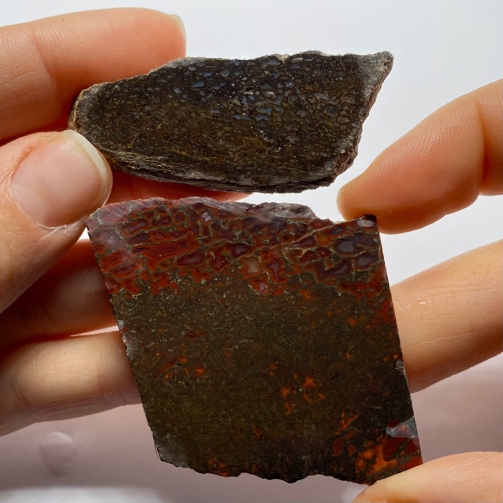 Agatized Dinosaur Bone — Utah