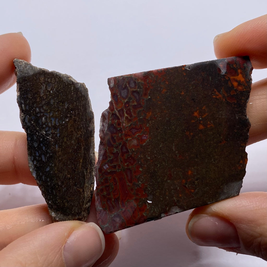 Agatized Dinosaur Bone — Utah