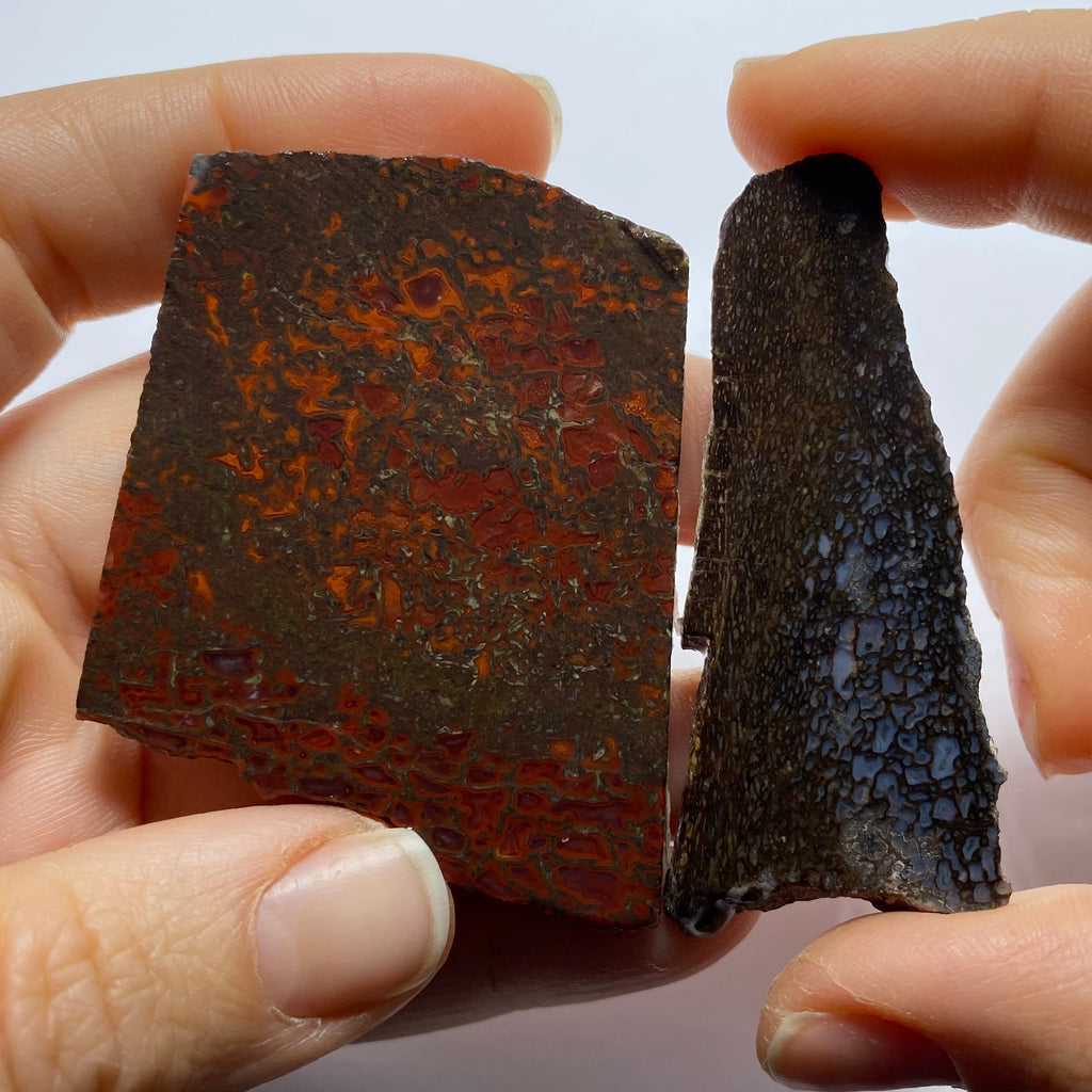 Agatized Dinosaur Bone — Utah