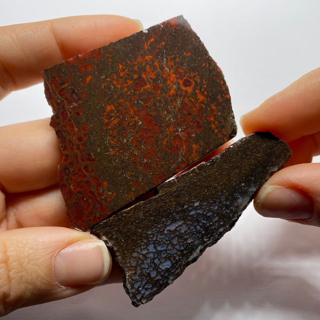 Agatized Dinosaur Bone — Utah