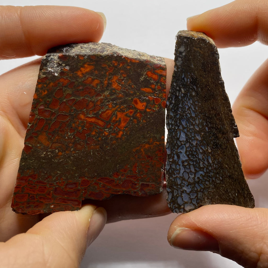 Agatized Dinosaur Bone — Utah