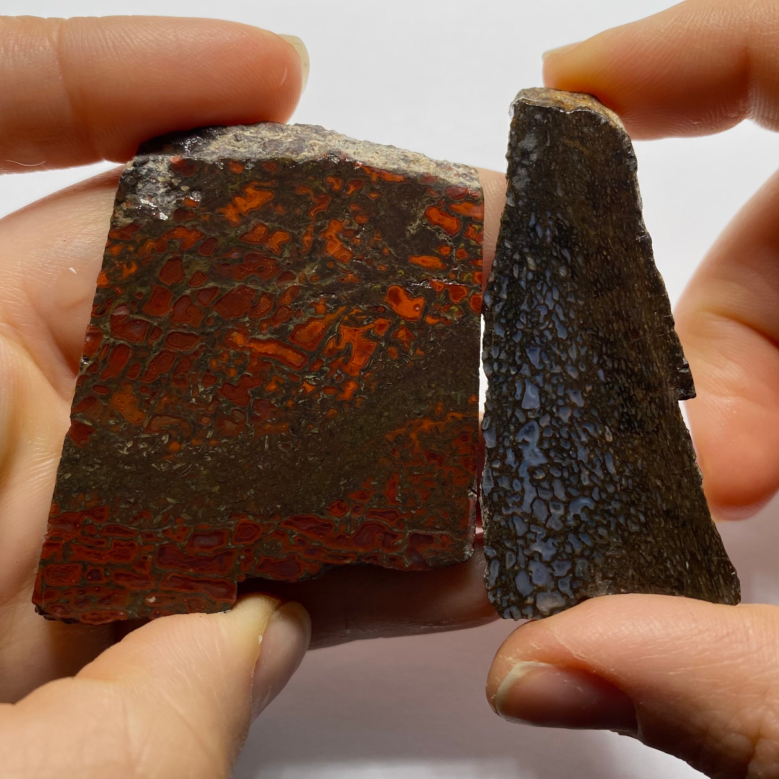 Agatized Dinosaur Bone — Utah