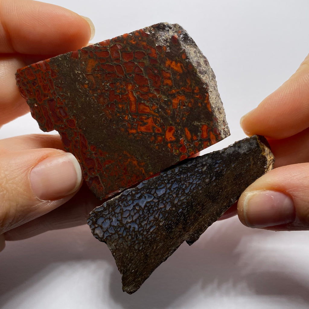 Agatized Dinosaur Bone — Utah