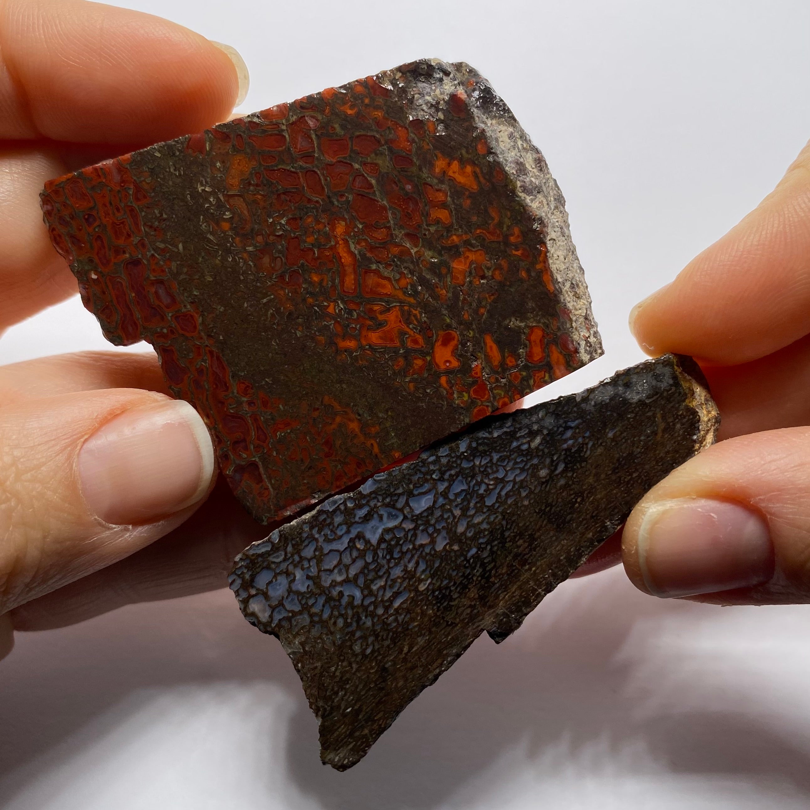 Agatized Dinosaur Bone — Utah