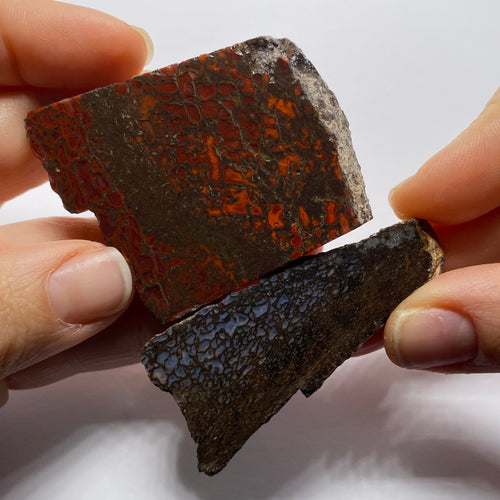 Agatized Dinosaur Bone — Utah