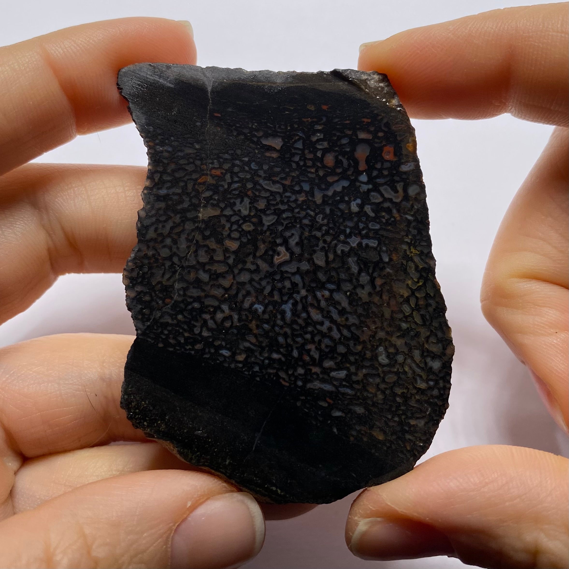 Agatized Dinosaur Bone — Utah