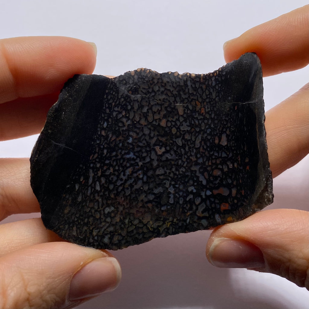 Agatized Dinosaur Bone — Utah