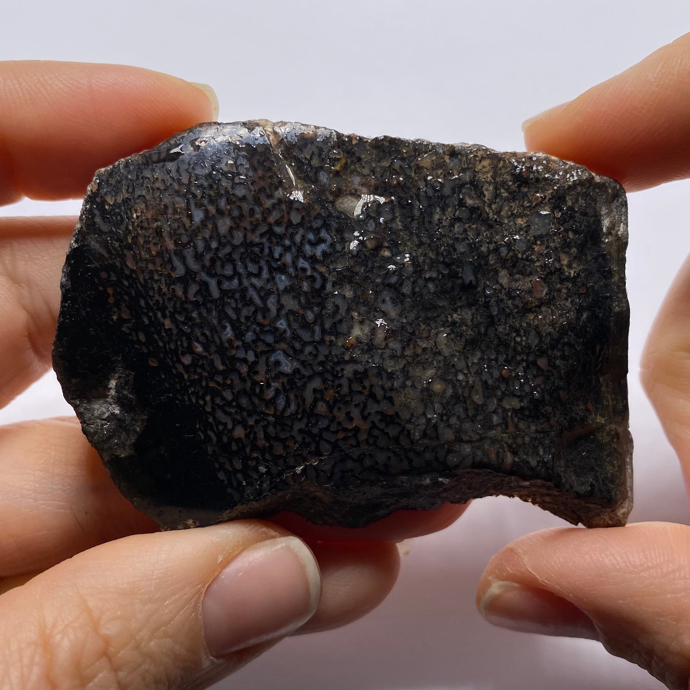 Agatized Dinosaur Bone — Utah