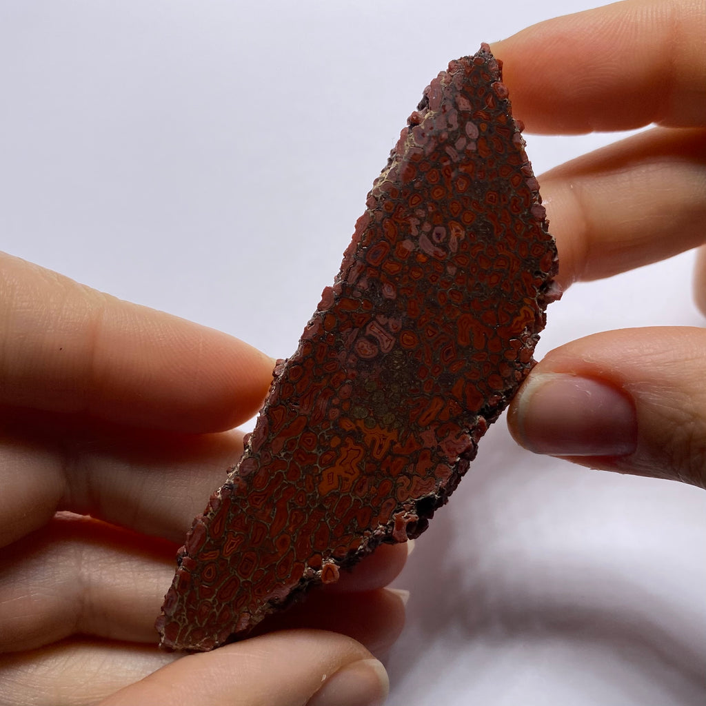 Agatized Dinosaur Bone — Utah