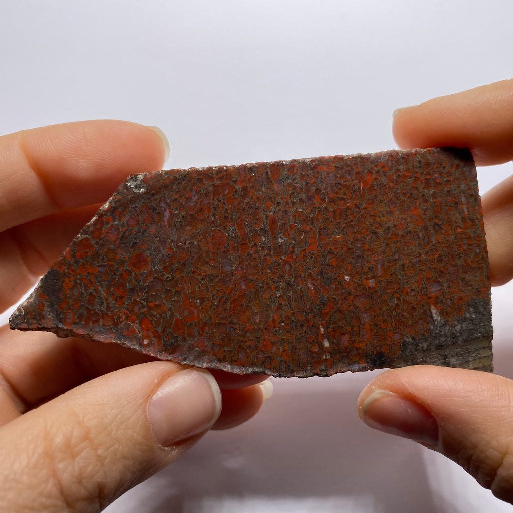 Agatized Dinosaur Bone — Utah