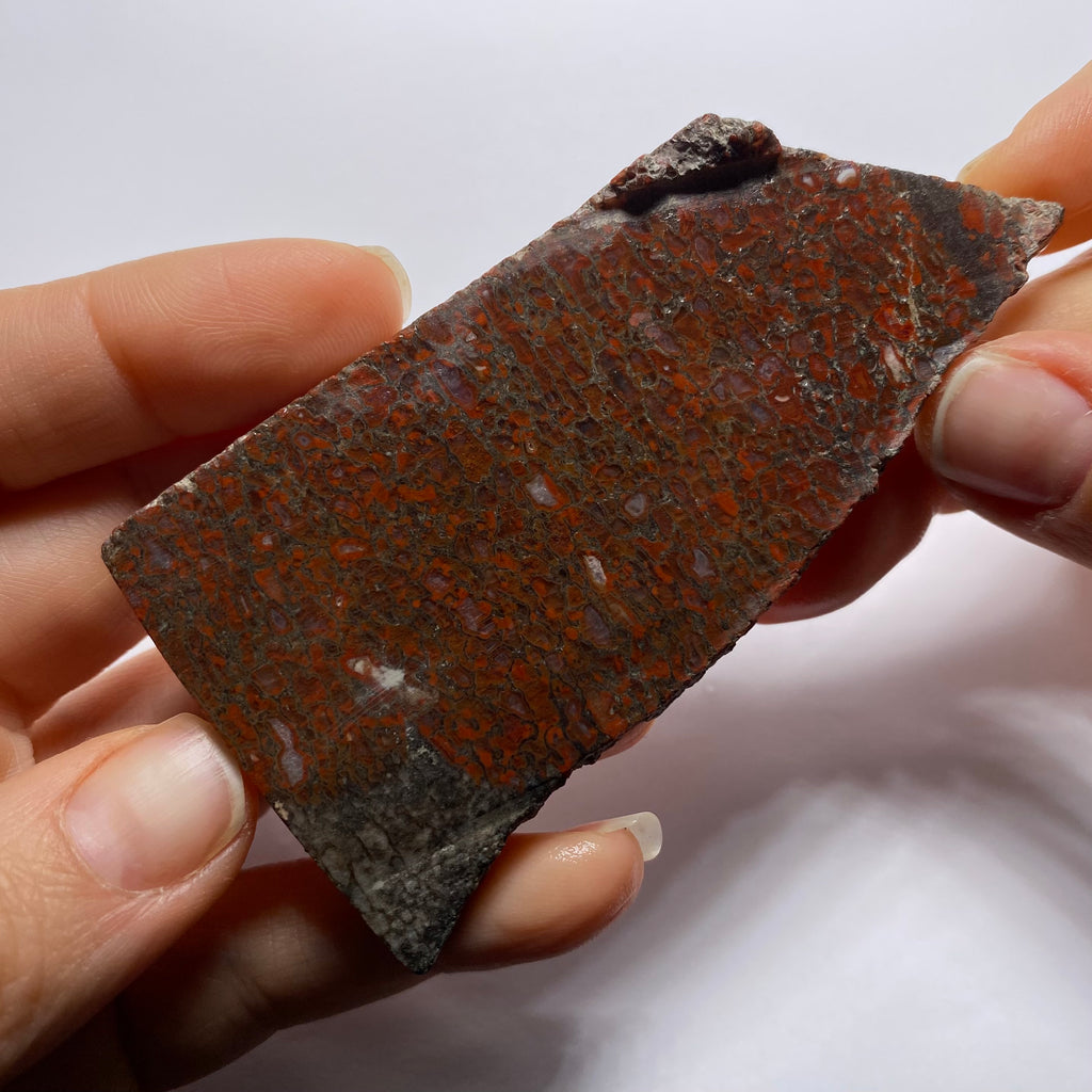 Agatized Dinosaur Bone — Utah