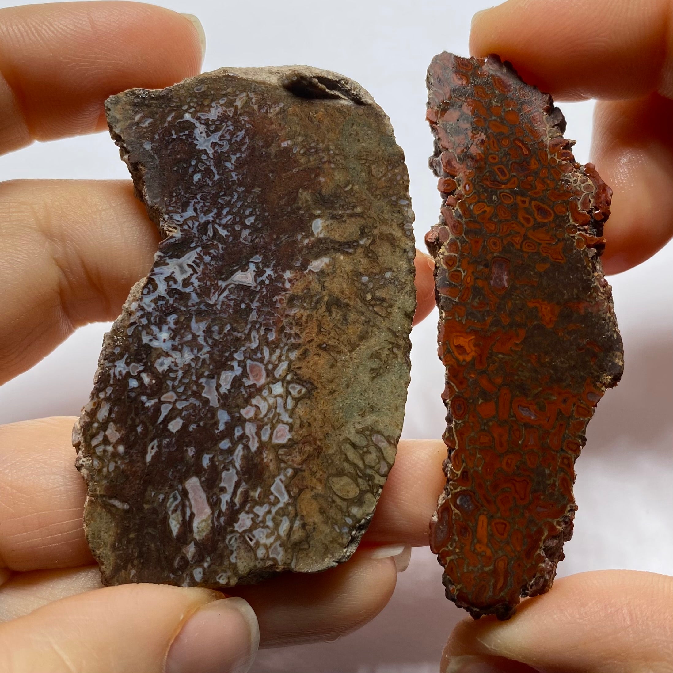 Agatized Dinosaur Bone — Utah