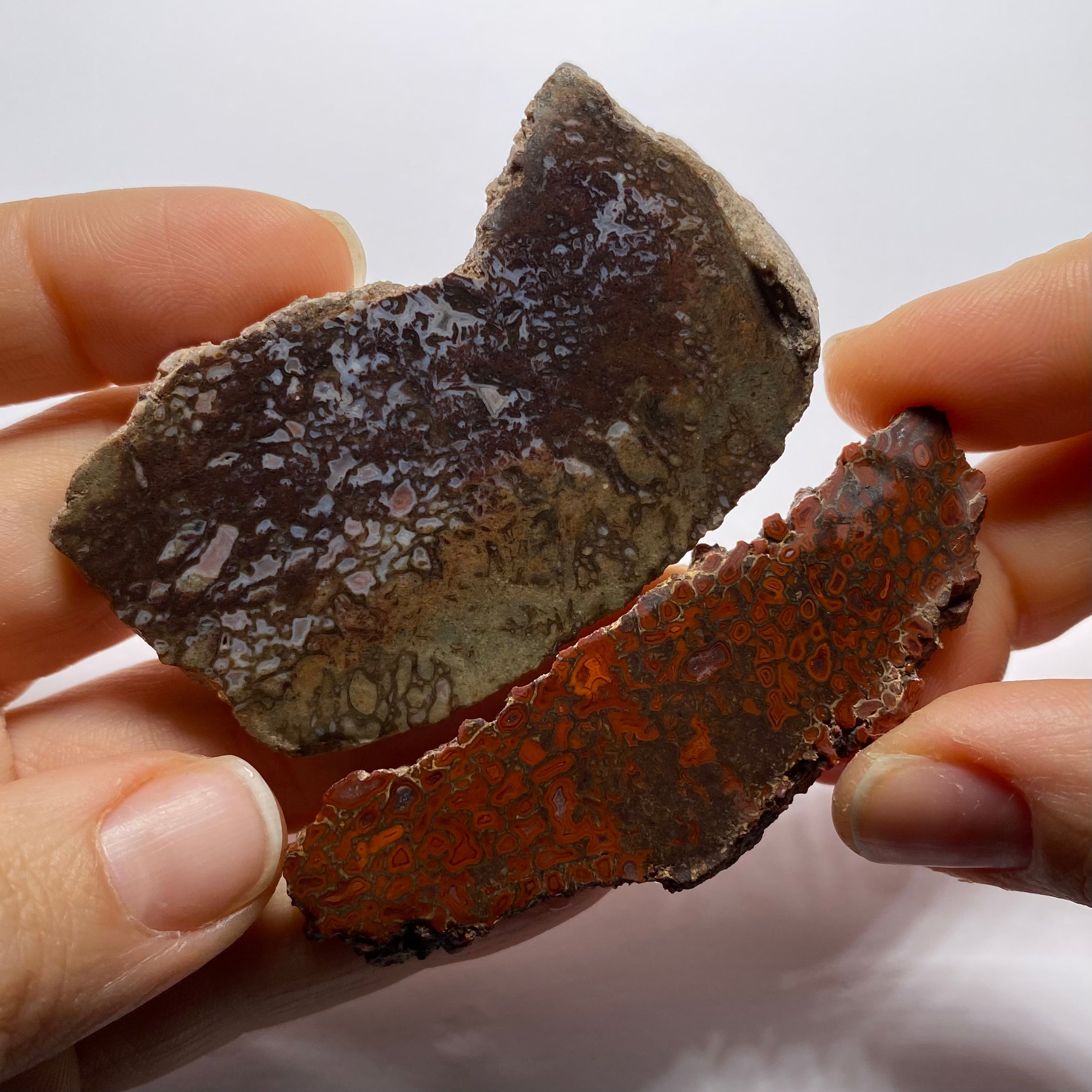 Agatized Dinosaur Bone — Utah