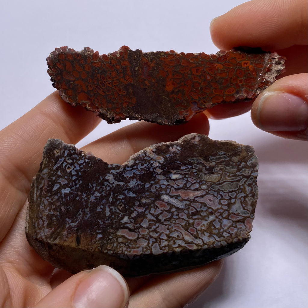 Agatized Dinosaur Bone — Utah