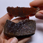 Agatized Dinosaur Bone — Utah