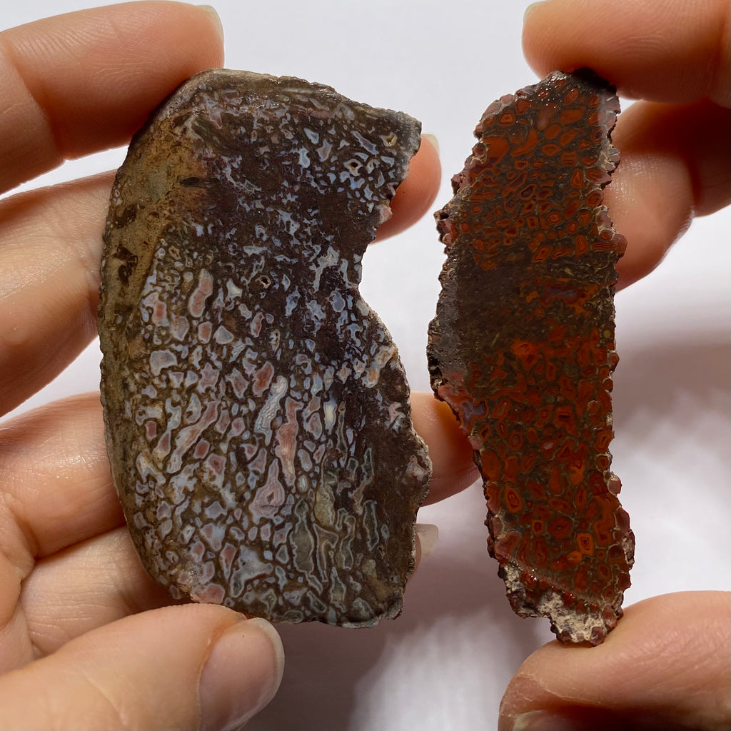 Agatized Dinosaur Bone — Utah