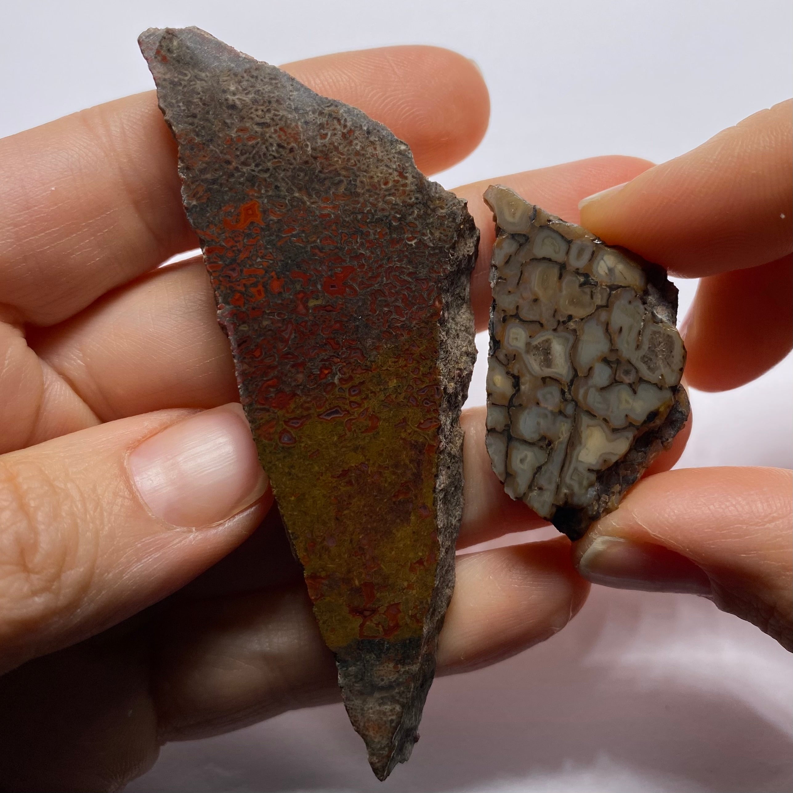 Agatized Dinosaur Bone — Utah