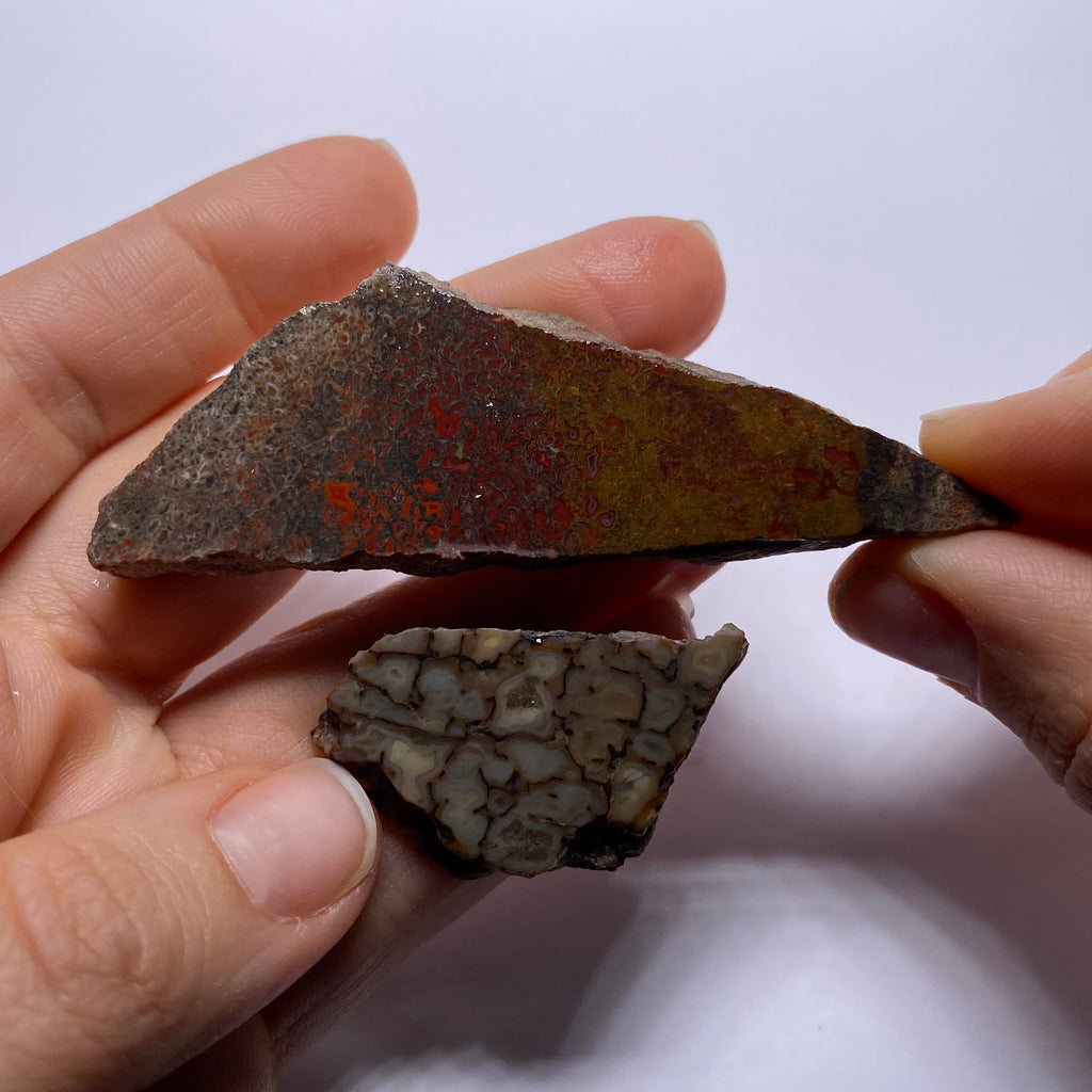 Agatized Dinosaur Bone — Utah