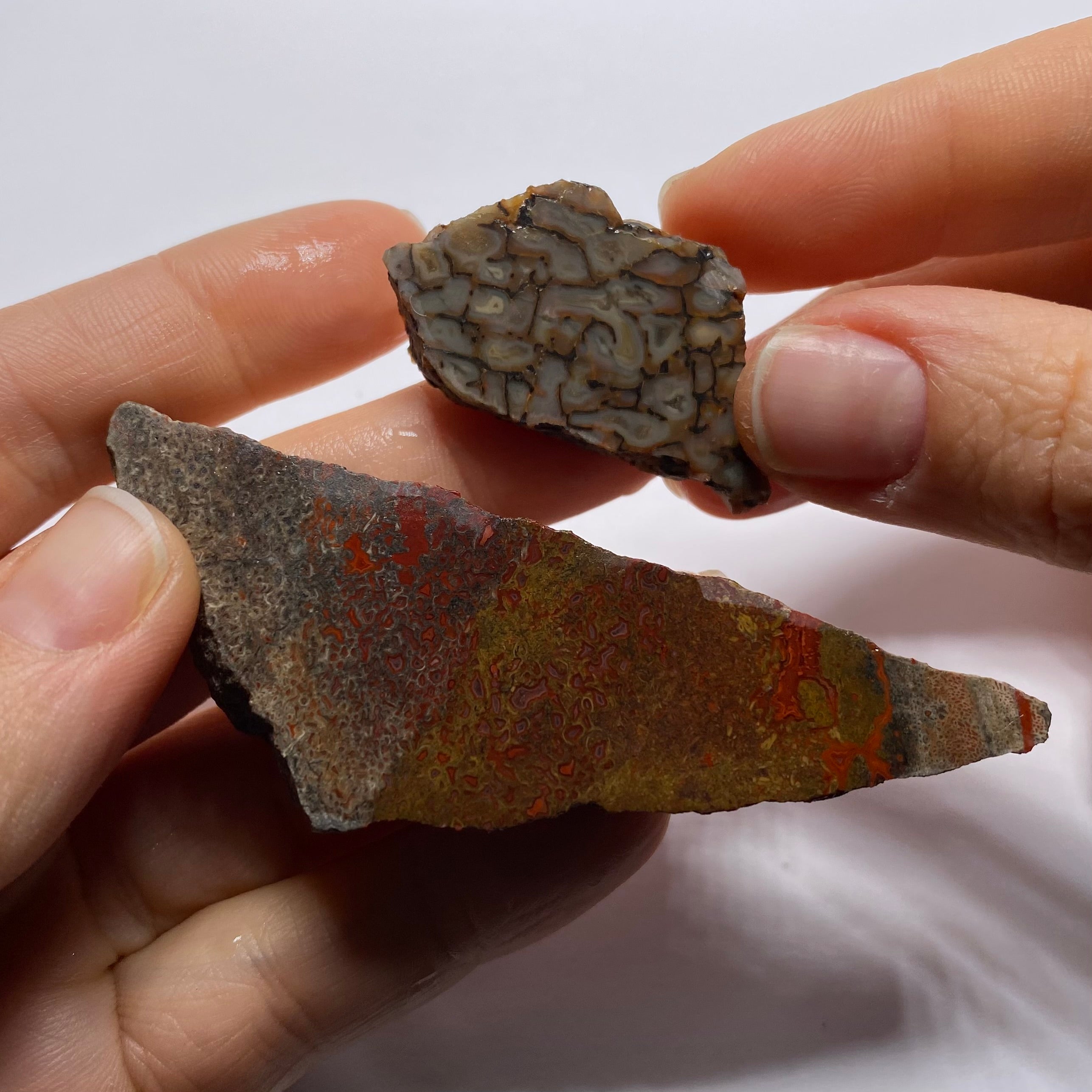 Agatized Dinosaur Bone — Utah