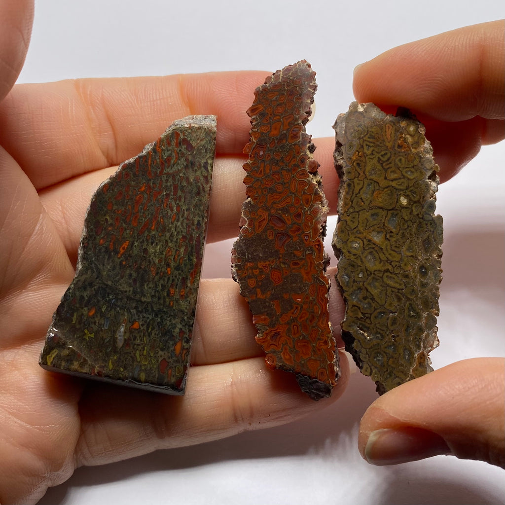 Agatized Dinosaur Bone — Utah