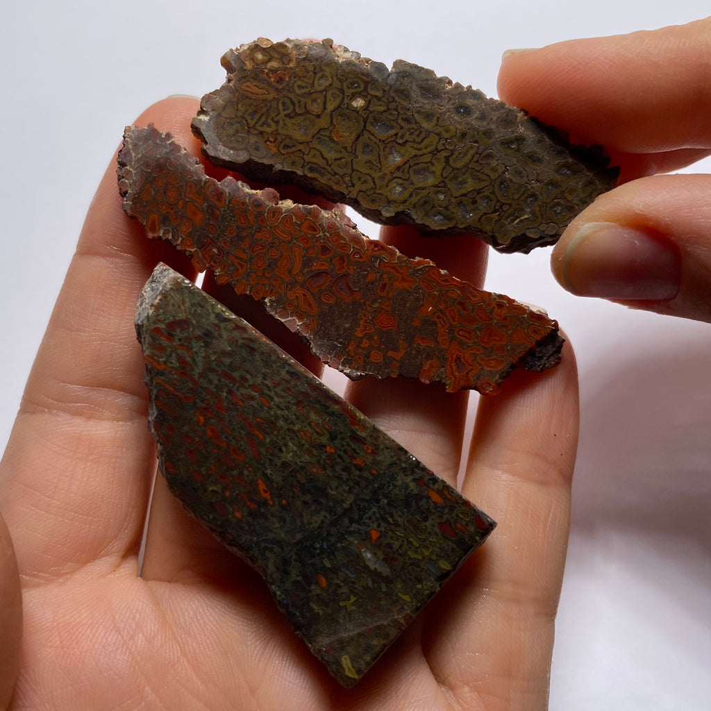 Agatized Dinosaur Bone — Utah