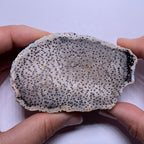 Petrified Palm Wood – Bagan, Burma