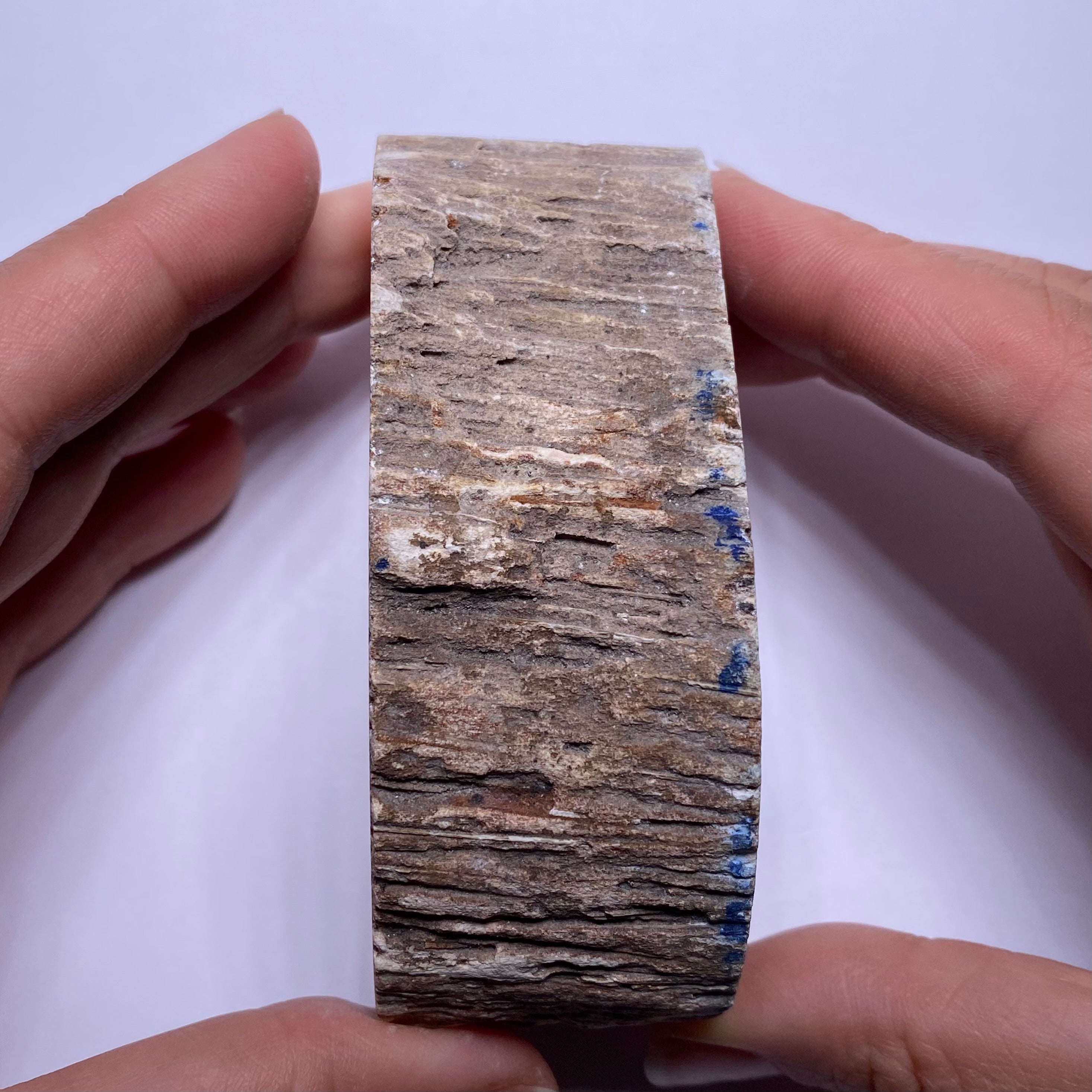 Petrified Palm Wood – Bagan, Burma