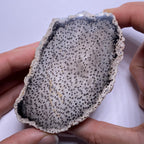 Petrified Palm Wood – Bagan, Burma