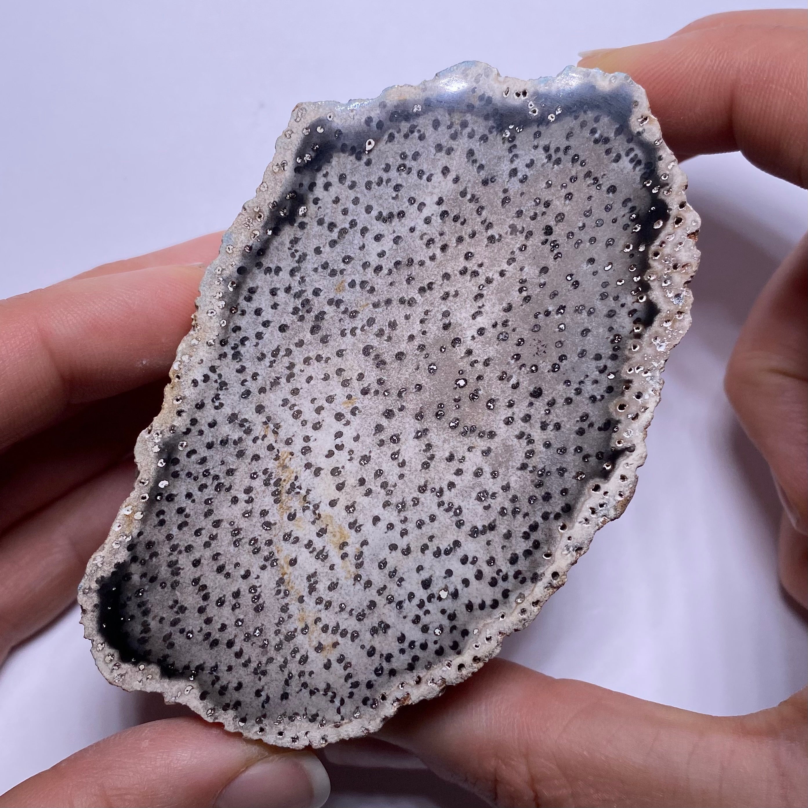 Petrified Palm Wood – Bagan, Burma