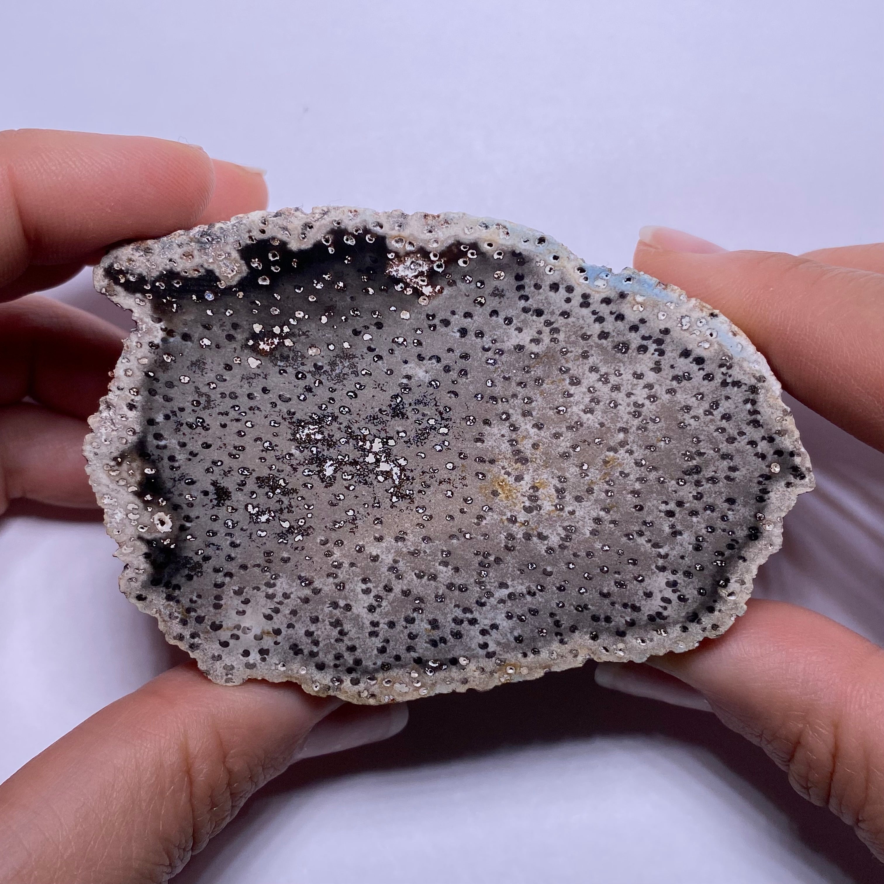 Petrified Palm Wood – Bagan, Burma