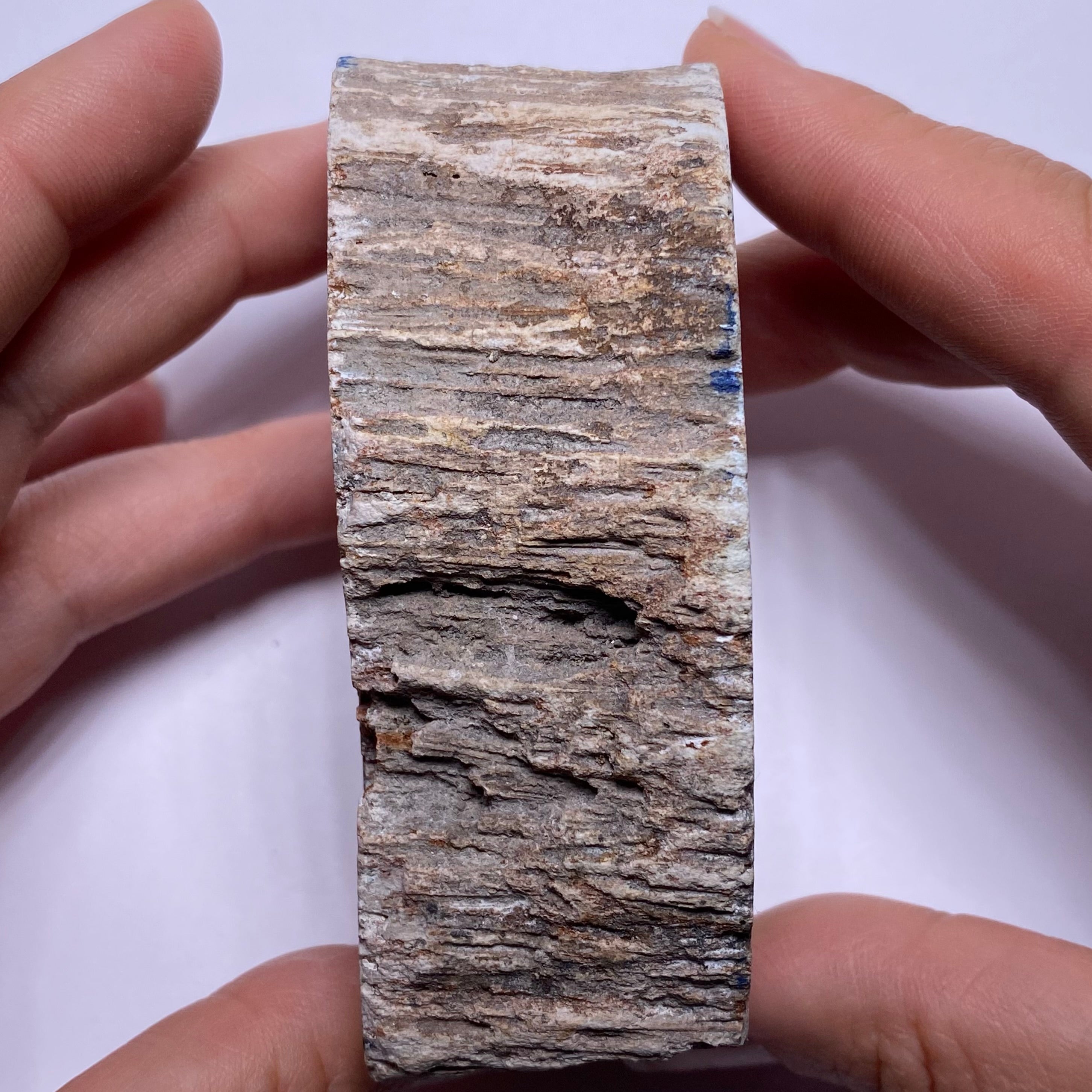 Petrified Palm Wood – Bagan, Burma