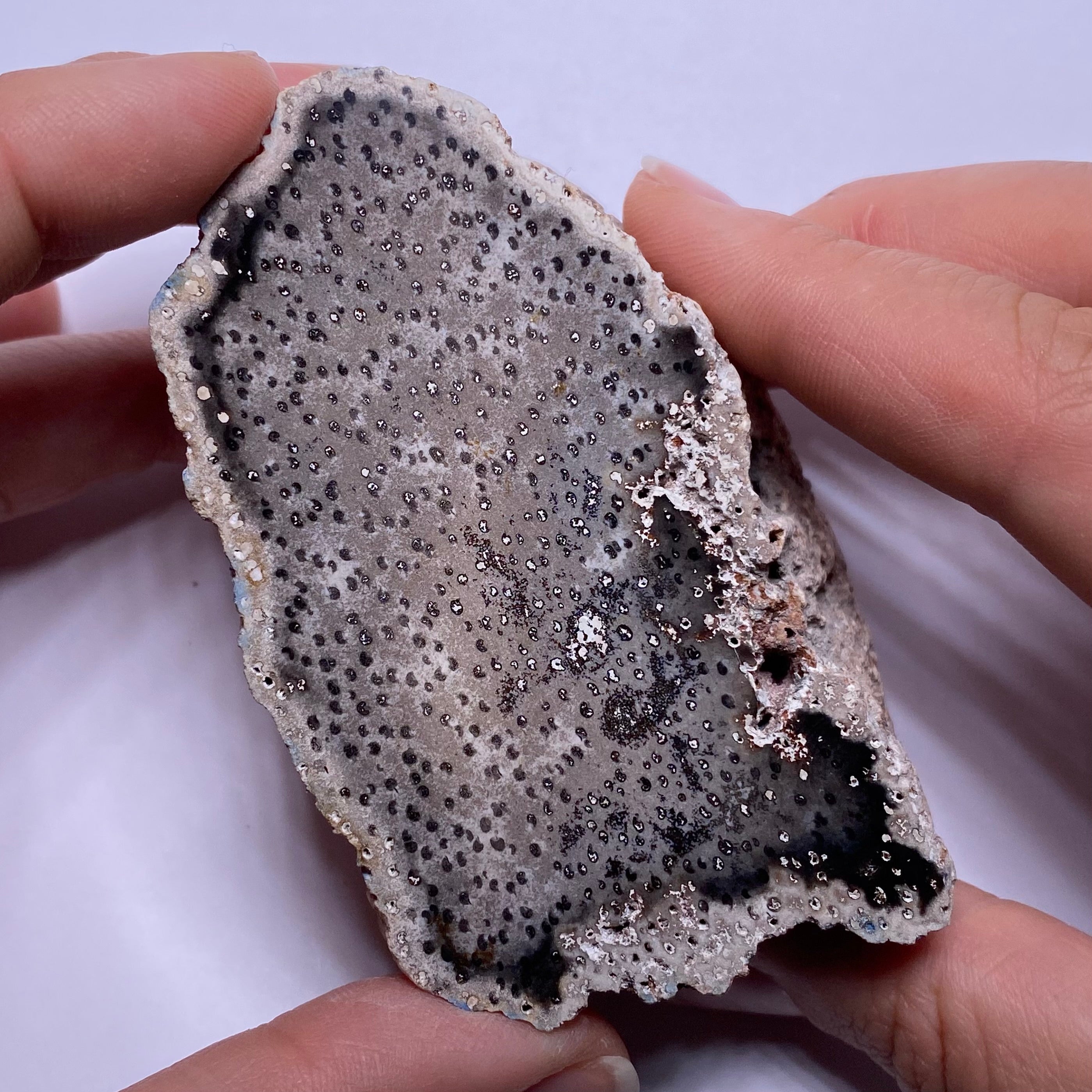 Petrified Palm Wood – Bagan, Burma